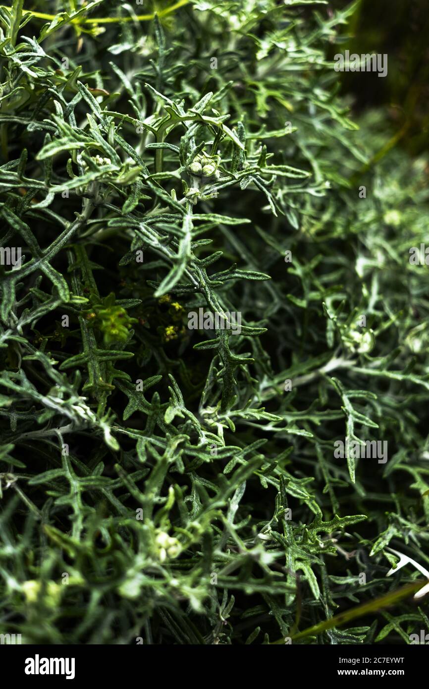 Closeup fresh dill plants hi-res stock photography and images - Alamy