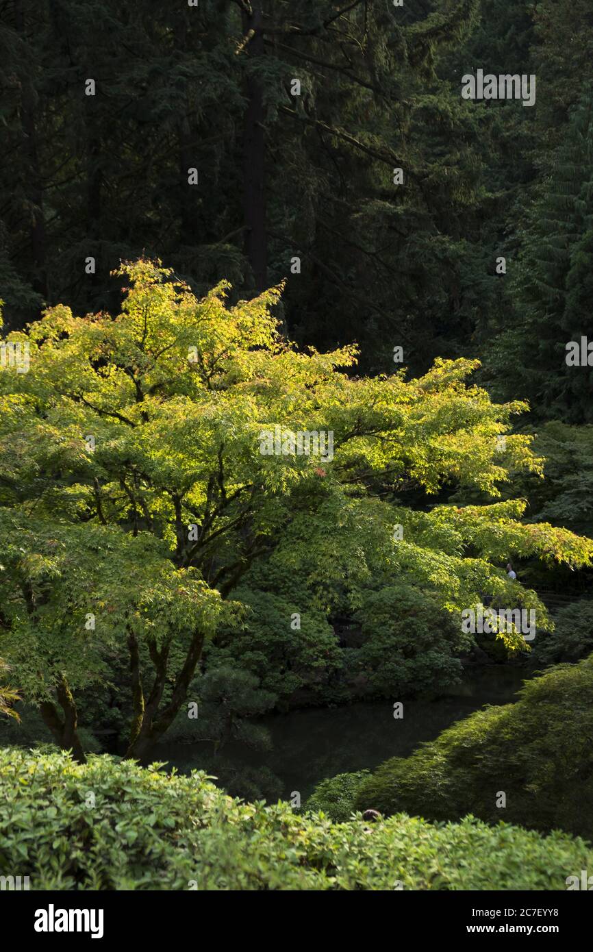 Vertical shot of green leafed trees in a forest at daytime Stock Photo ...