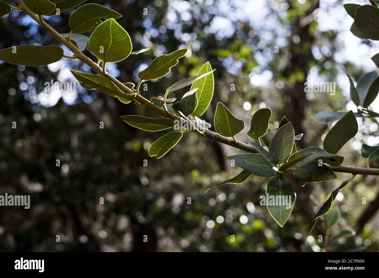 Closeup shot of green leaves on a tree branch with a blurred natural ...