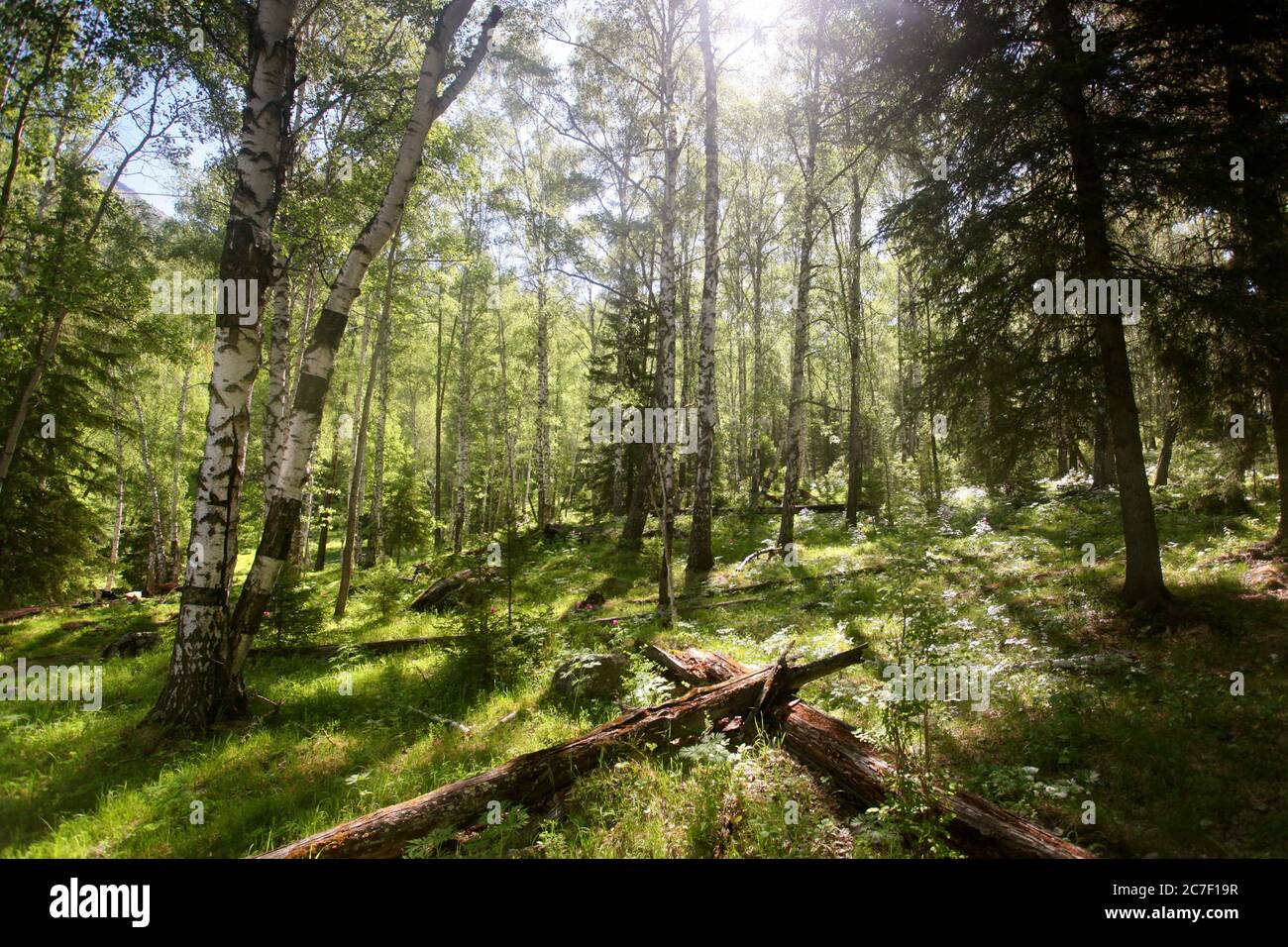 Sunrise showing through trees hi-res stock photography and images - Alamy