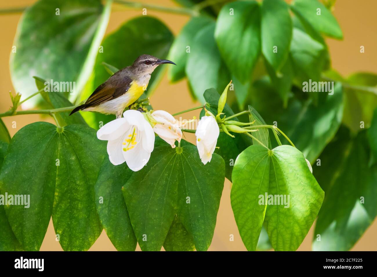 Purple rumped sunbird (Leptocoma zeylonica) captured while sitting on a twig with white flowers Stock Photo