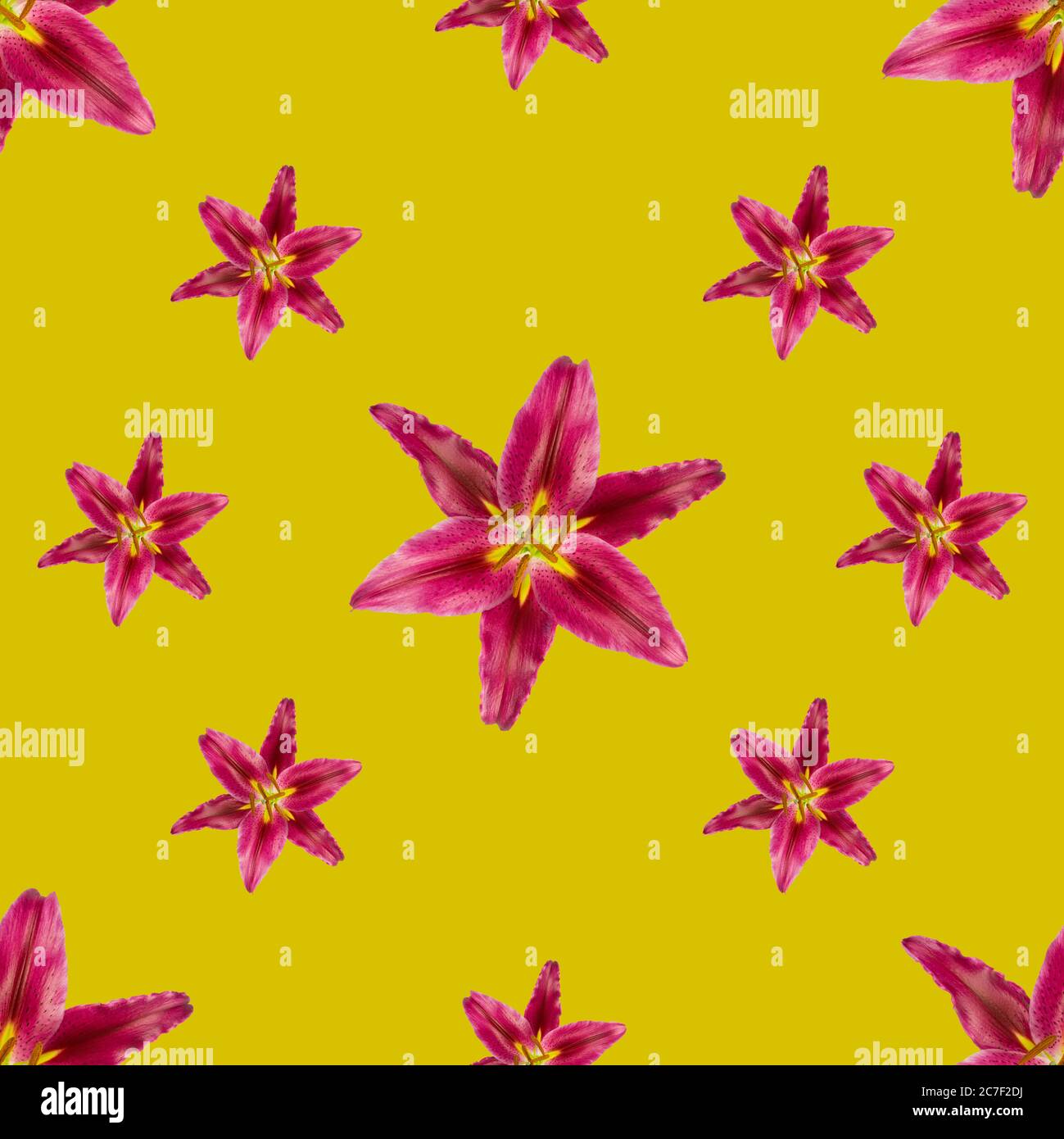 Seamless pattern with deep magenta pink Oriental stargazer lilies in two sizes on vivid yellow background. Stock Photo