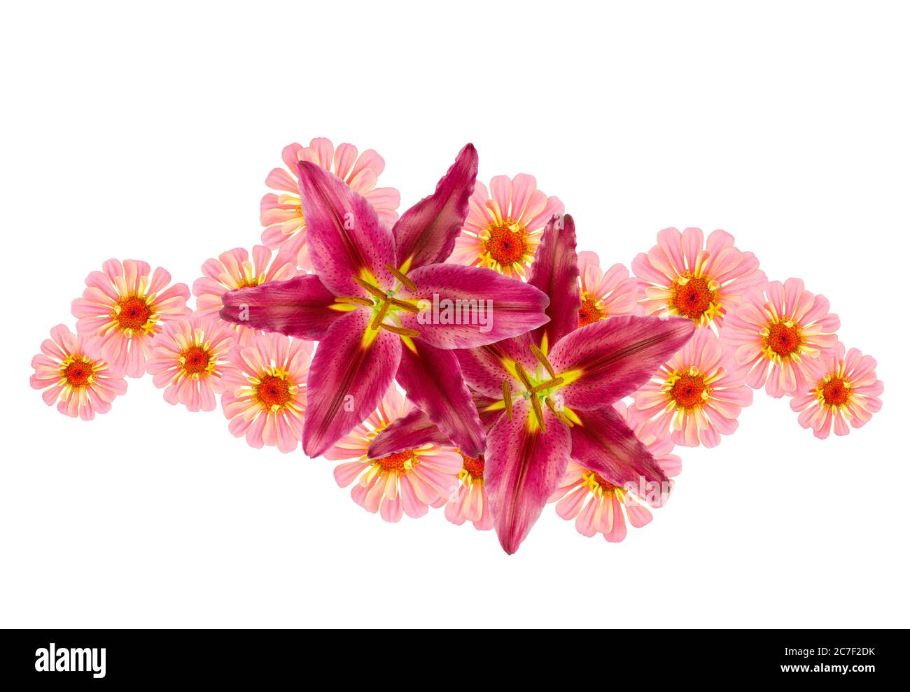 Collage of magenta pink lilies arranged with pink and yellow zinnia, isolated on white without shadows Stock Photo