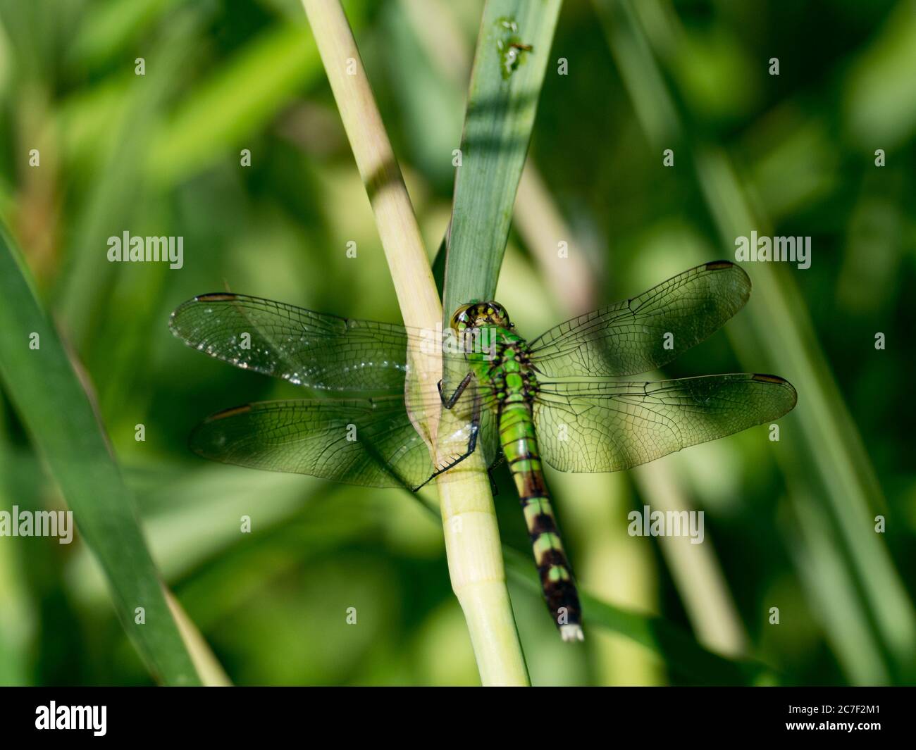 Pund Insect Pond insect hi-res stock photography and images - Alamy