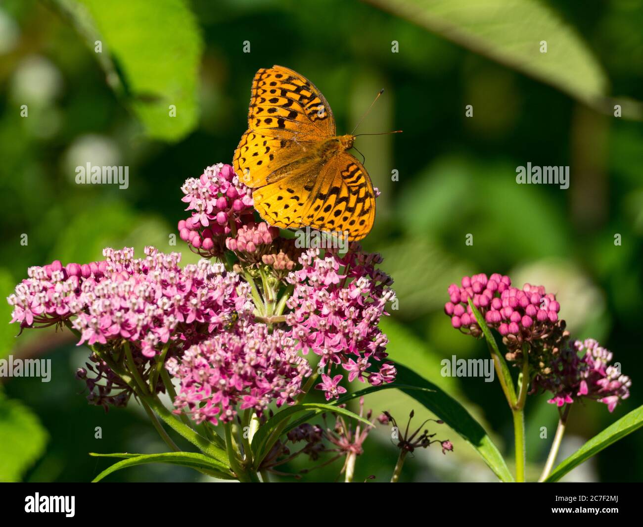 Great spangled fritillary butterfly, Speyeria cybele, on swamp milkweed in a native prairie in Ohio, USA Stock Photo