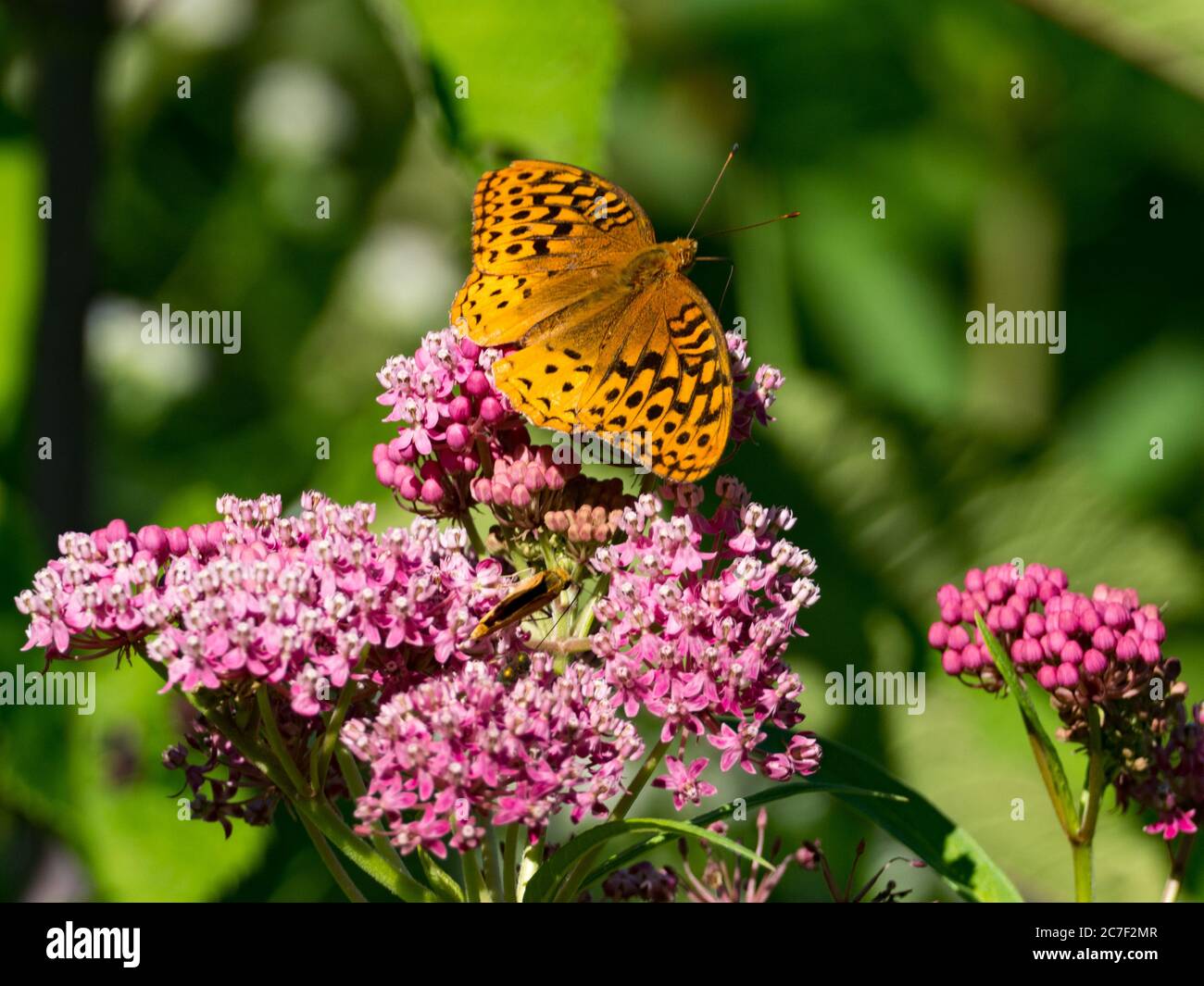 Great spangled fritillary butterfly, Speyeria cybele, on swamp milkweed in a native prairie in Ohio, USA Stock Photo
