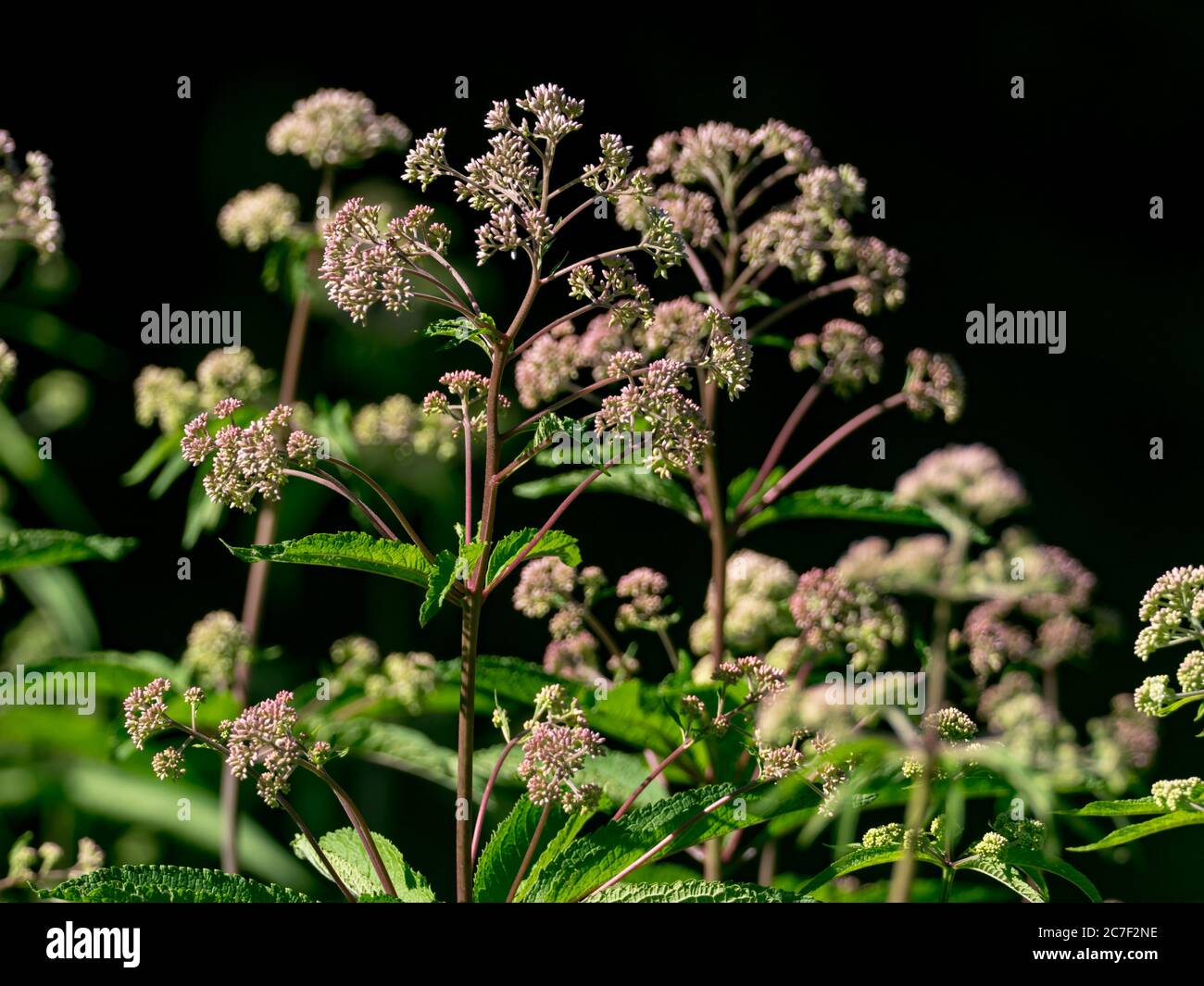 Joe pye weed, Eutrochium fistulosum , flowers in a native prairie in Ohio USA Stock Photo