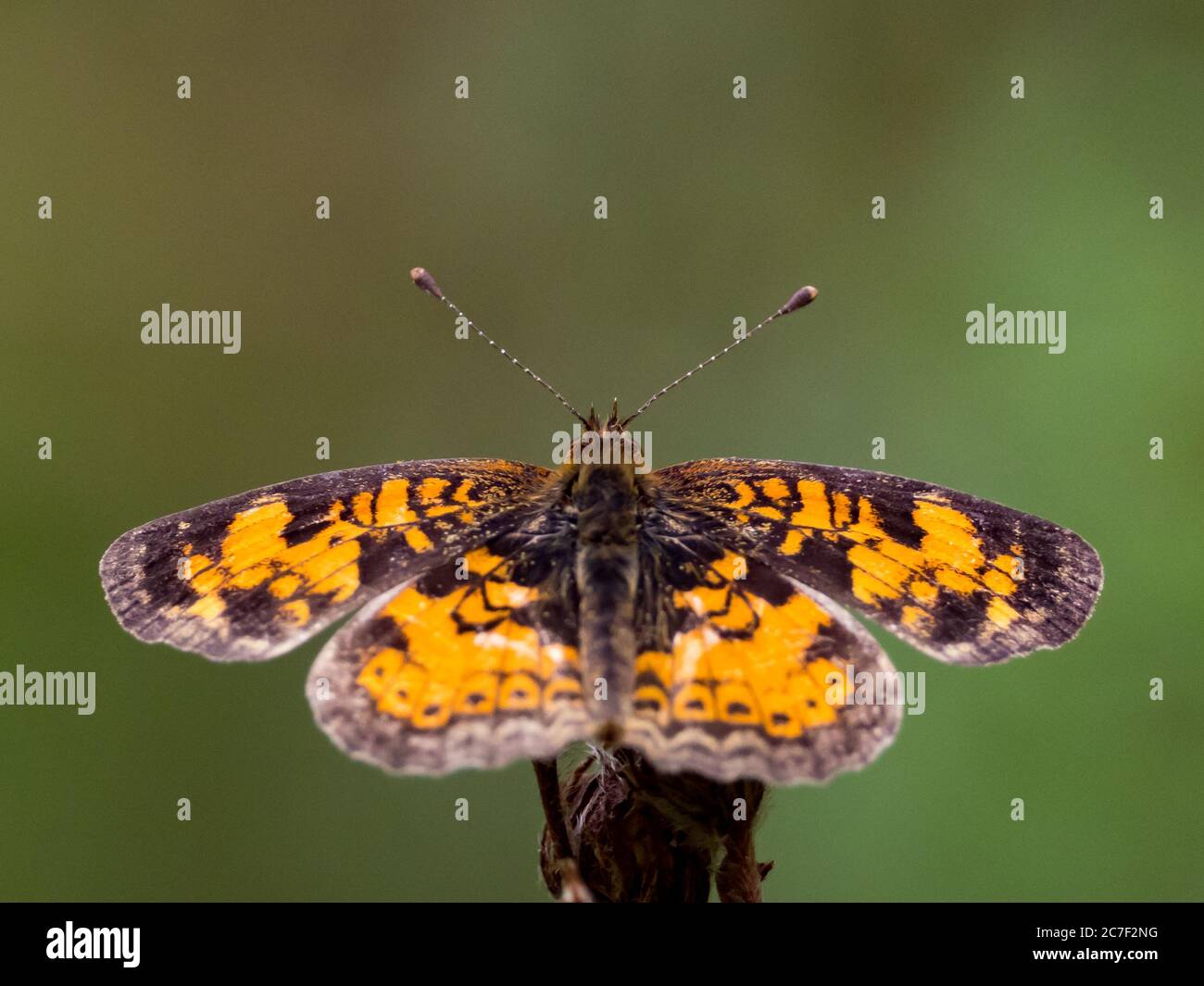 Pearl crescent butterfly, Phyciodes tharos, in a native prairie in Ohio