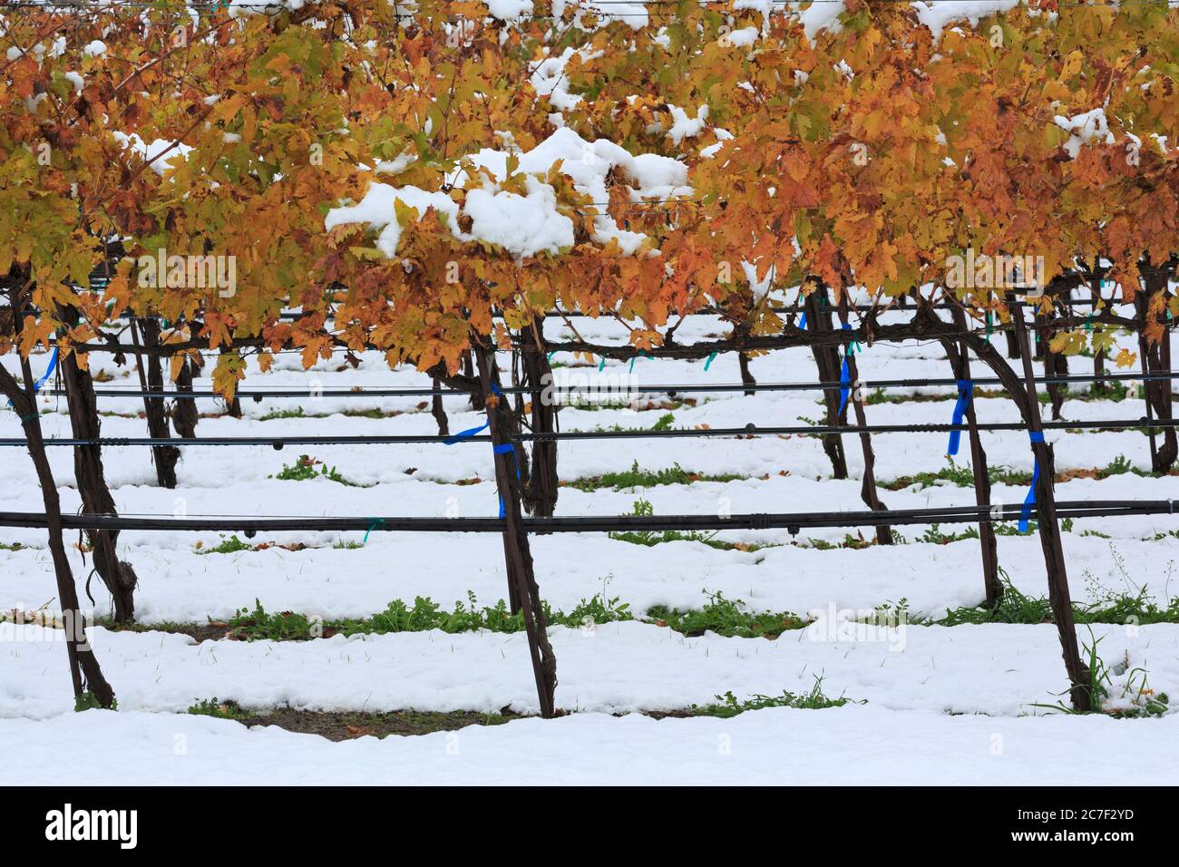 Danza Del Sol Winery, Temecula Valley, Southern California, USA Stock Photo