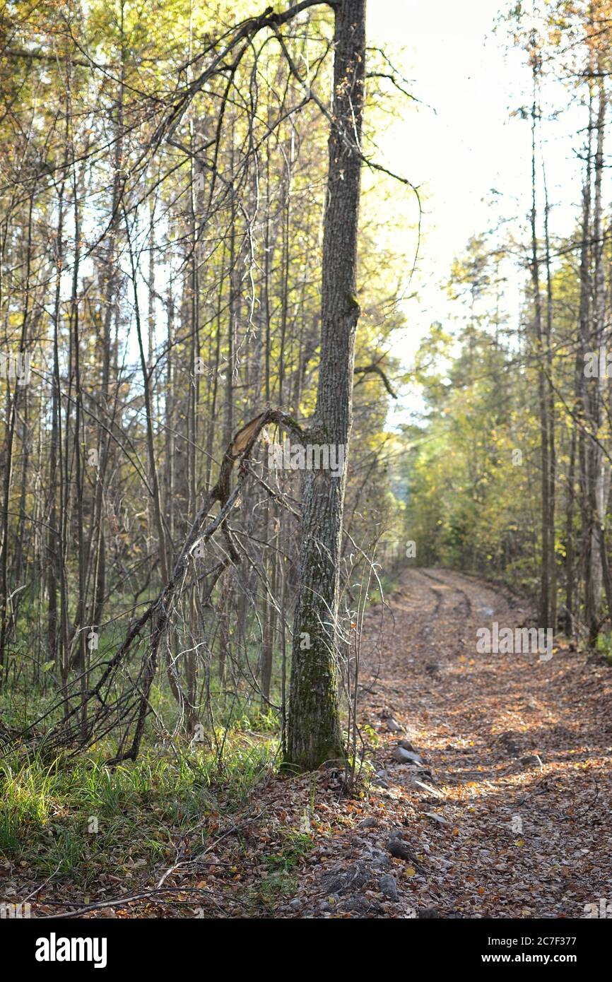 Vertical shot of a pathway in the middle of a forest with tall trees at ...