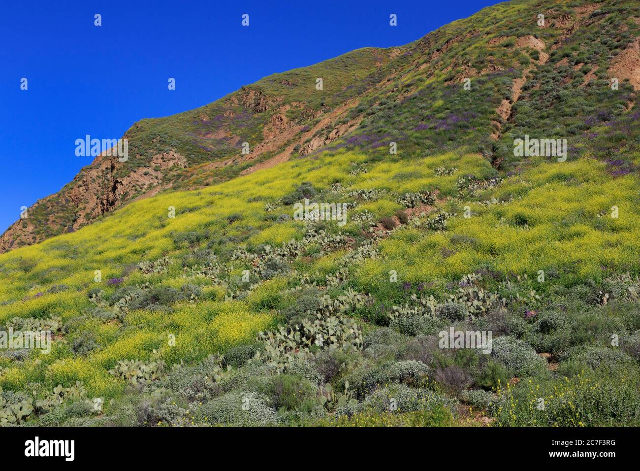 Mountains In Riverside Wildflowers, San Jacinto Mountains, Riverside County, California, USA ...