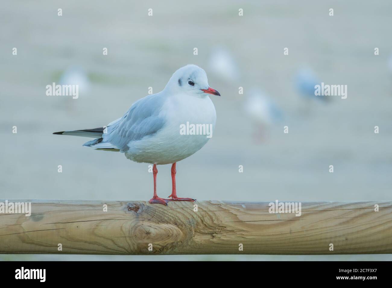 bird black headed gull perched on wood close up view Stock Photo