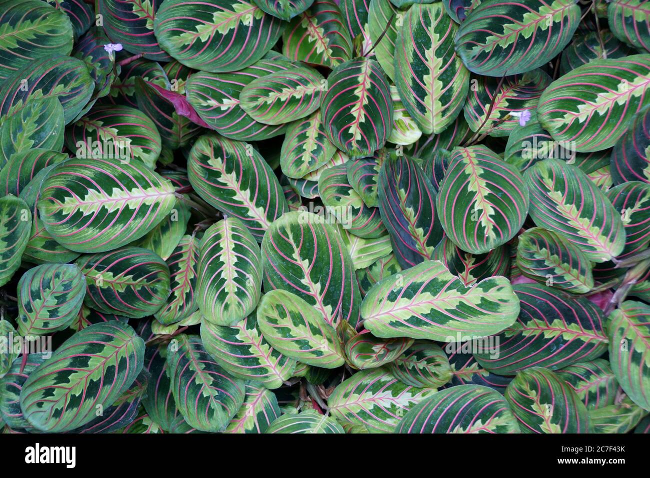 Beautiful leaves on Red-vein Prayer plant 'Erythroneura' Stock Photo - Alamy