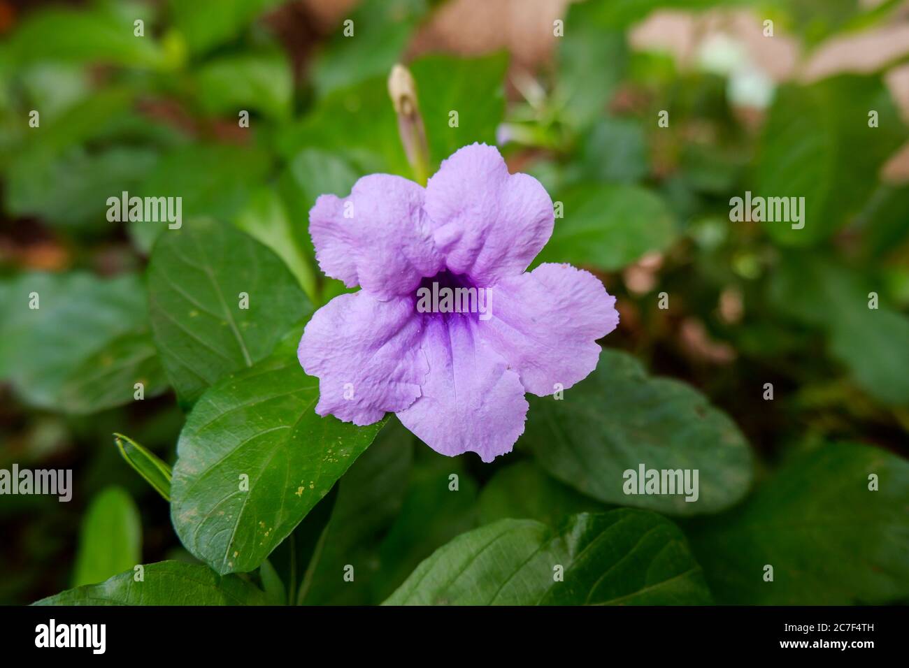 Cracker plant hires stock photography and images Alamy
