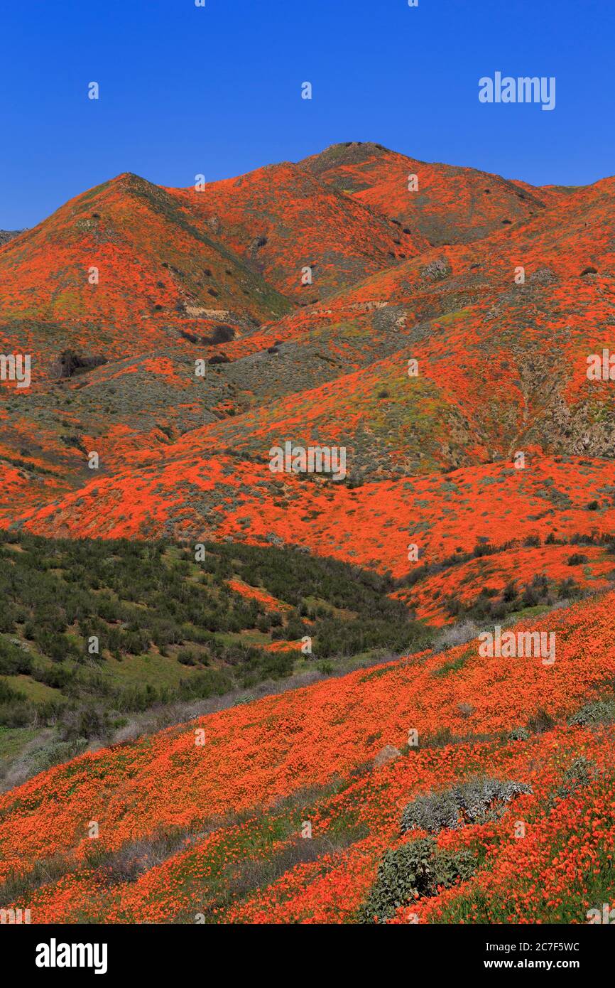 Poppy flowers, Walker Canyon Conservation Area, Lake Elsinore