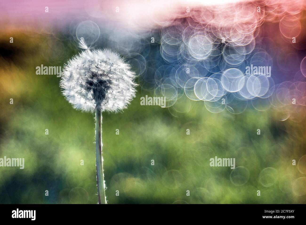 Closeup shot of a dandelion with a blurred background, great for background or a blog Stock Photo