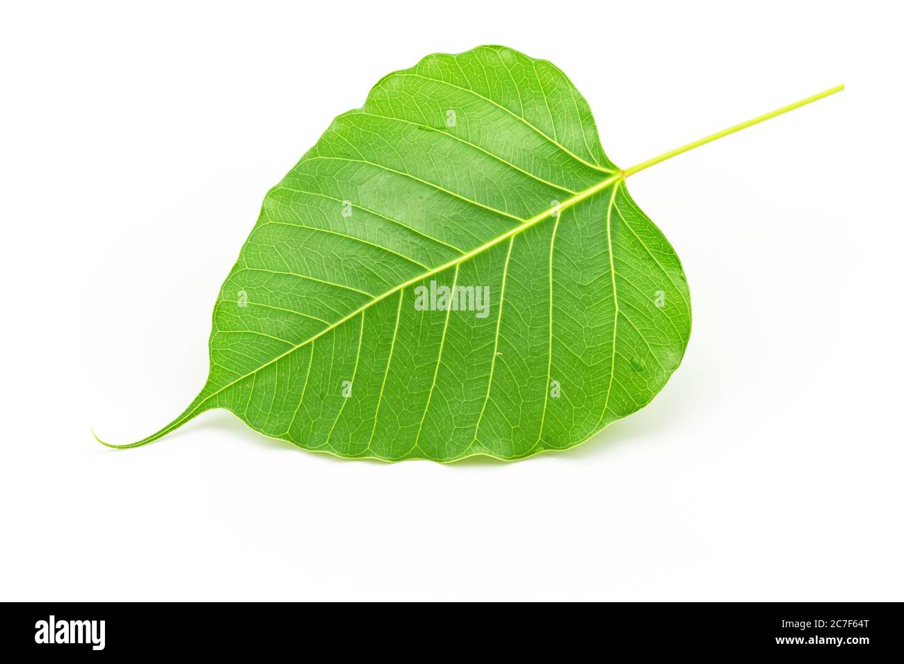 Supply Skeleton Leaves 100 Pcs 3 Inch Natural Color Flower Making Floral Scrapbook Craft Wedding Card - Canada