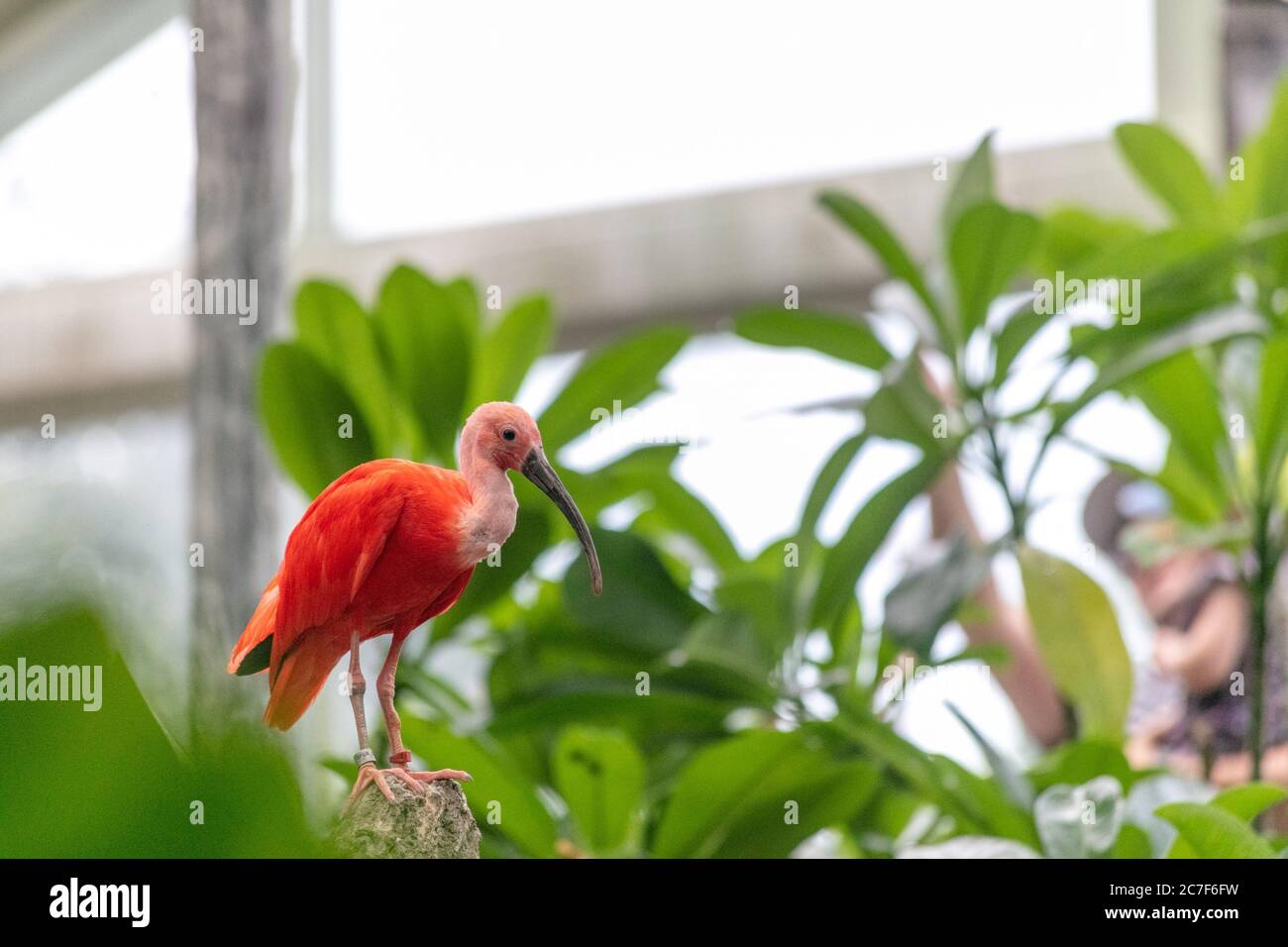 Pink Ibis standing on a tree branch surrounded by greenery under ...