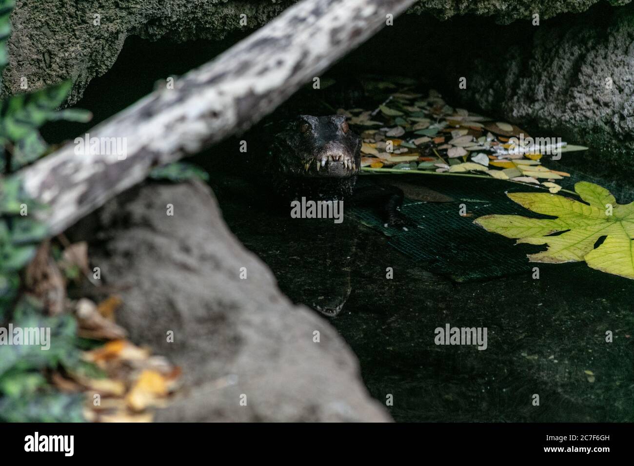 Alligator in a lake surrounded by tree branches and leaves under the sunlight during daytime Stock Photo