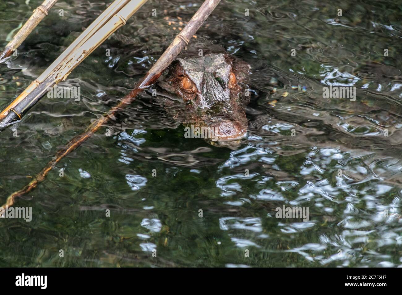 Alligator in a lake surrounded by tree branches and leaves under the sunlight during daytime Stock Photo