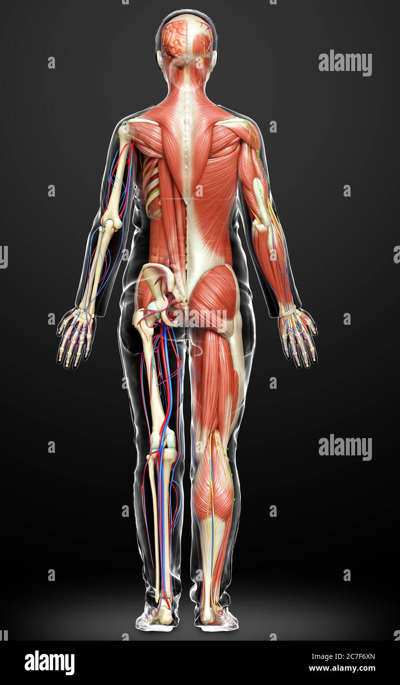 3d rendered medically accurate of the male anatomy Stock Photo - Alamy