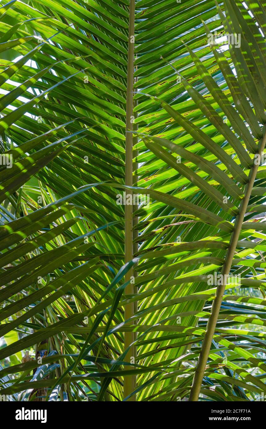 Green Leaf of Coconut (or Cocos Nucifera is botanical name) for Natural  Background Stock Photo - Alamy