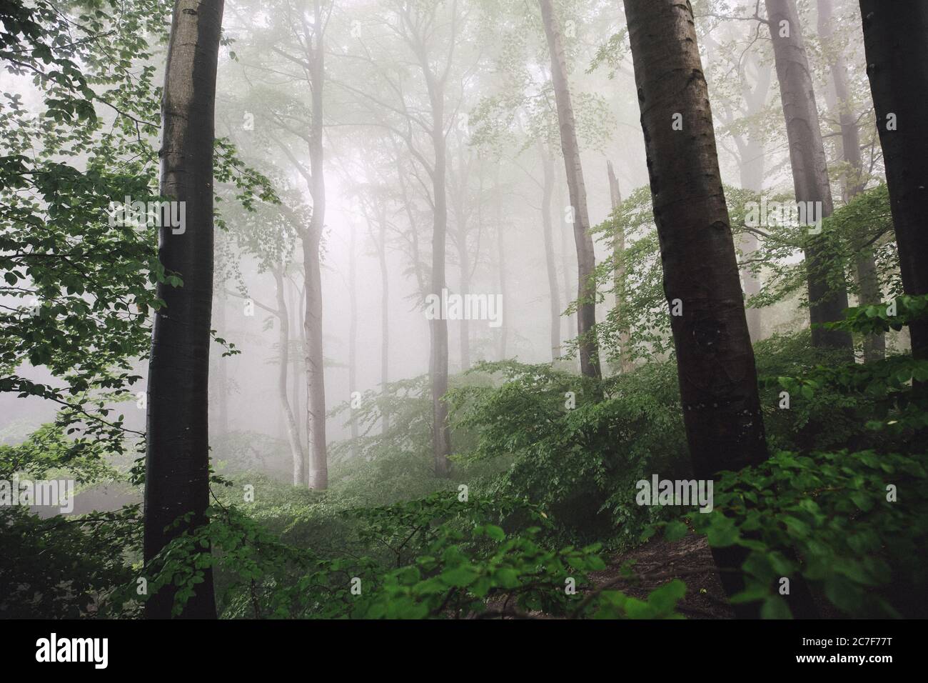 Breathtaking shot of the tall trees in a beautiful foggy forest Stock ...