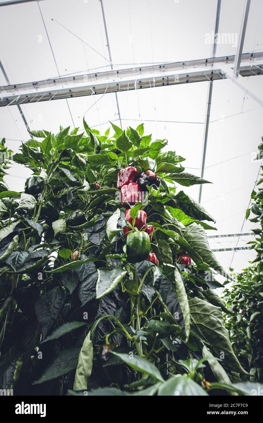 Bell peppers growing in hot garden hi-res stock photography and images ...
