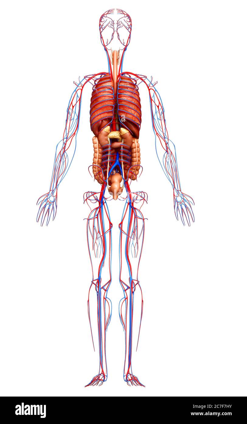 3d rendered medically accurate of the male anatomy Stock Photo - Alamy