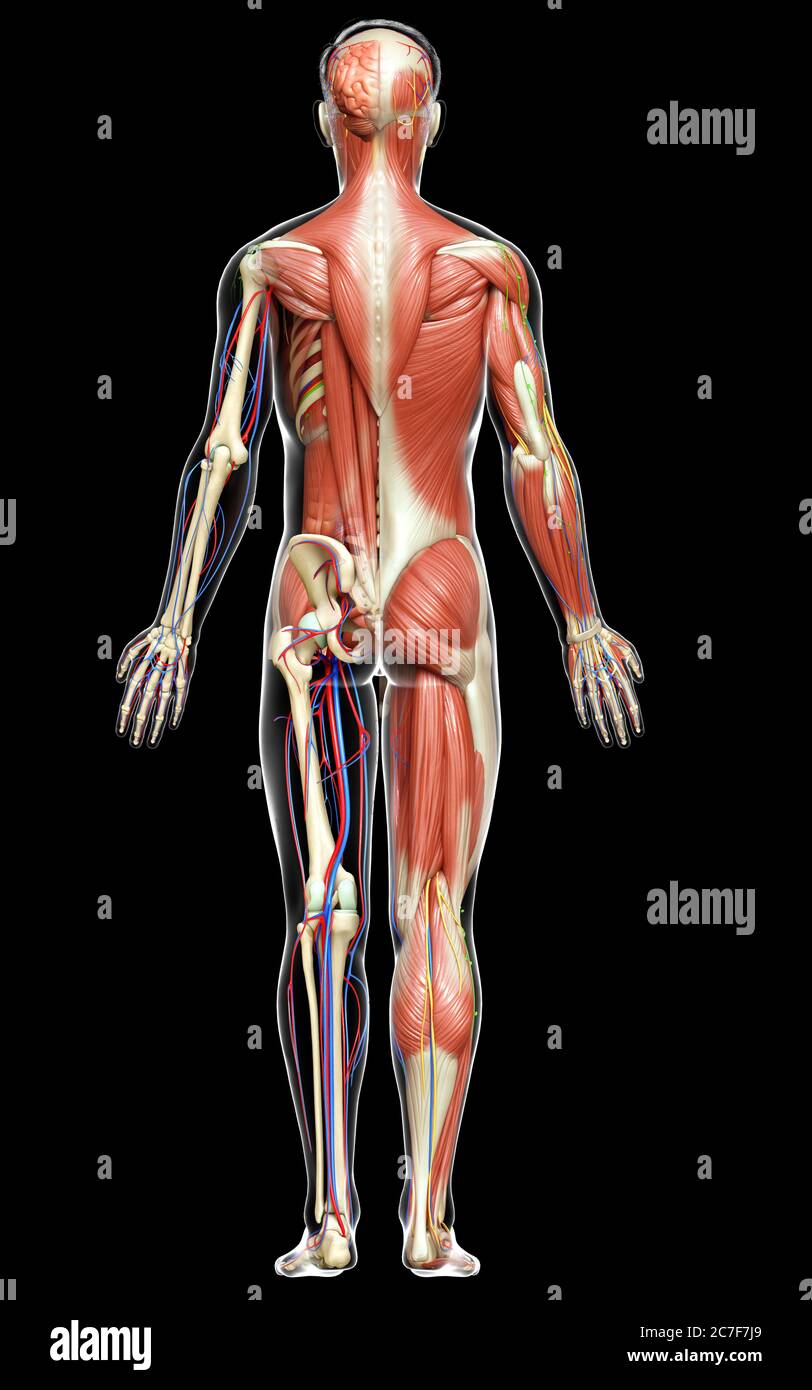3d rendered medically accurate of the male anatomy Stock Photo - Alamy