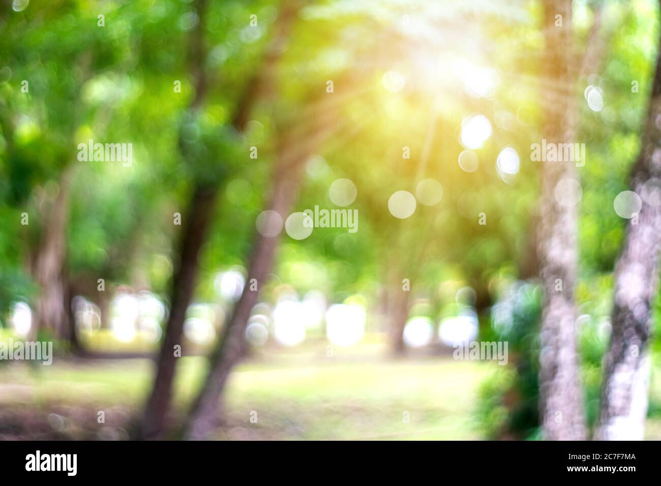 Blur nature bokeh green park many trees in sunset time with flare light ...