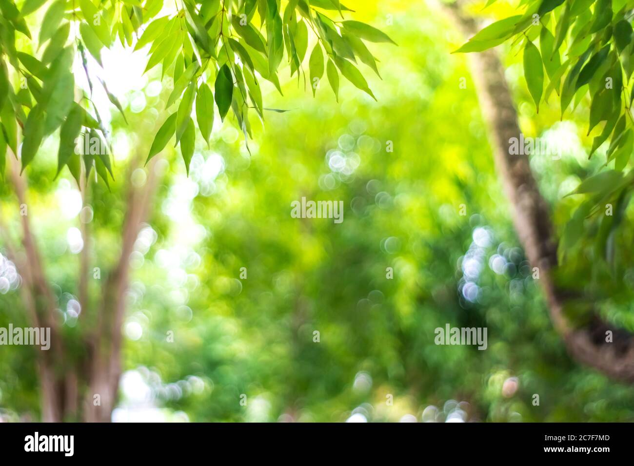 Blur nature bokeh green park many trees in sunset time with flare light ...