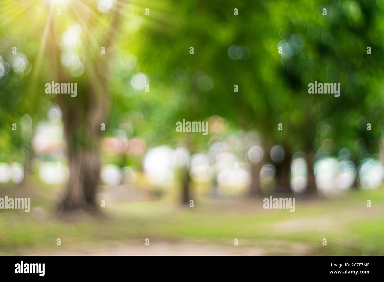 Blur nature bokeh green park many trees in sunset time with flare light ...