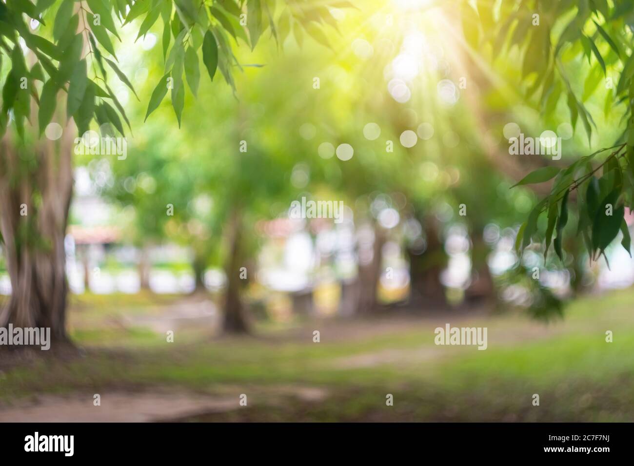 Blur nature bokeh green park many trees in sunset time with flare light ...