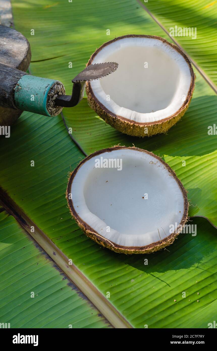 https://c8.alamy.com/comp/2C7F7RY/coconut-grater-and-fresh-organic-coconut-on-green-banana-leaf-for-asian-cooking-2C7F7RY.jpg