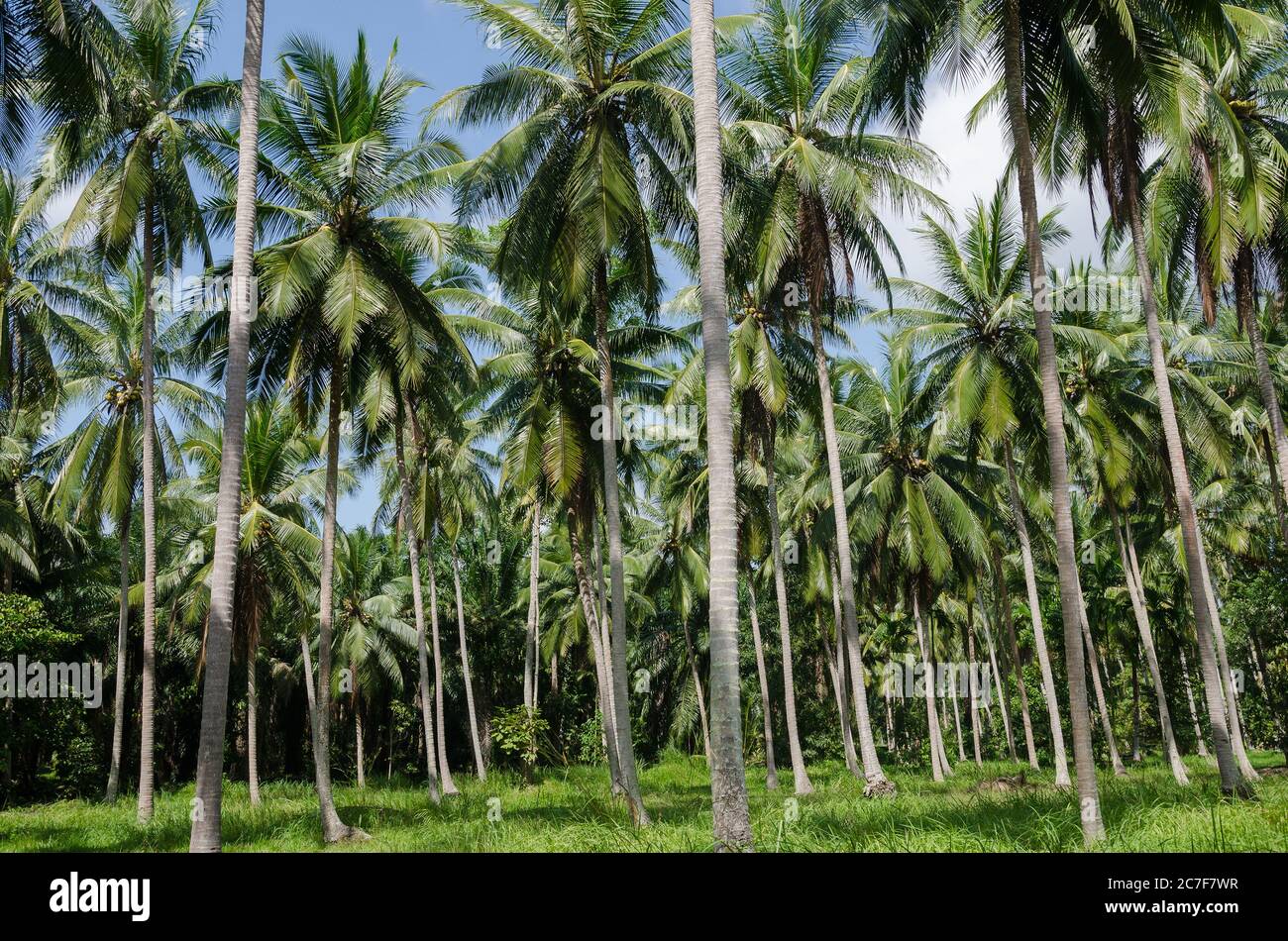Coconut Garden in Sunlight of Tropical Summer Stock Photo Alamy