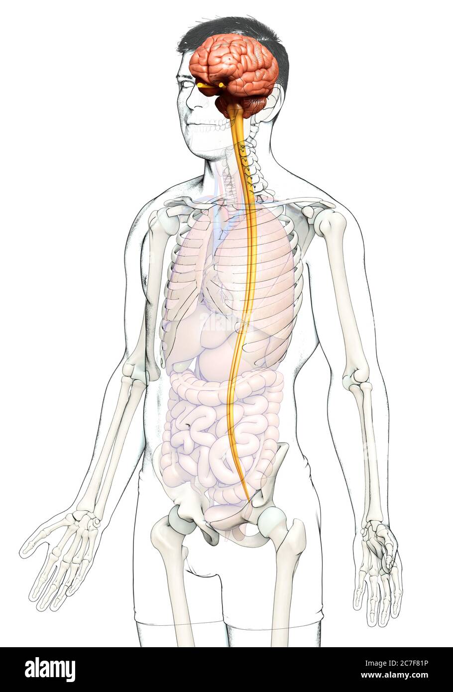 3d rendered medically accurate illustration of a male brain Stock Photo ...