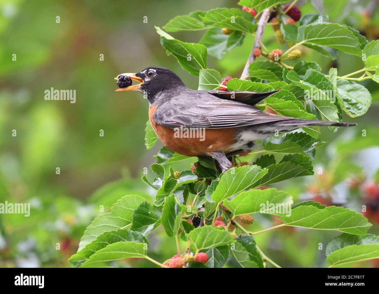 robin bird eating mulberry fruit on the tree Stock Photo Alamy
