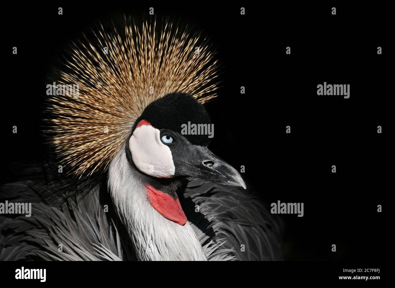 Beautiful African crowned crane with a black background Stock Photo - Alamy