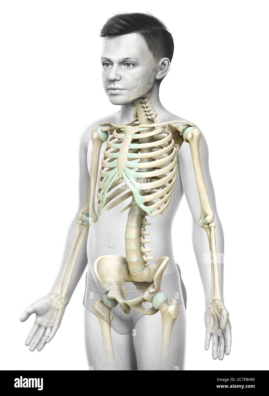 3d rendered, medically accurate illustration of a young boy skeleton ...