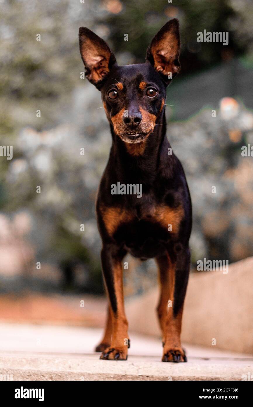 Vertical shot of a Prague ratter dog on a blurred background Stock Photo
