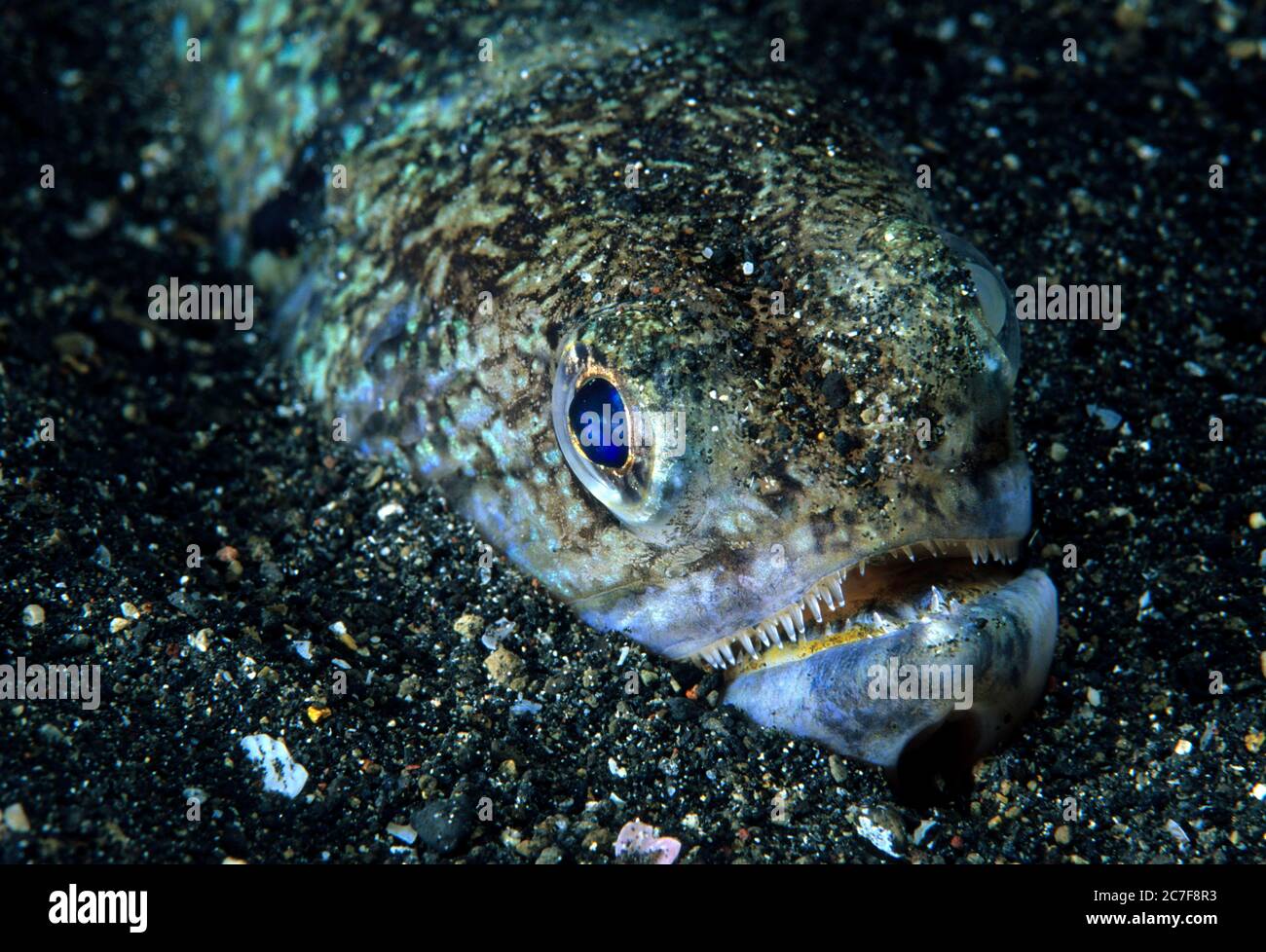 Crocodile Snake eel Brachysomophis crocodilinus Stock Photo - Alamy