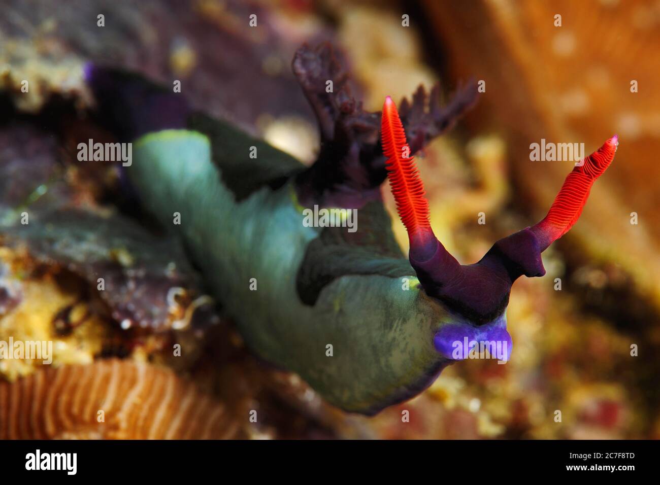Chamberlain's neon star snail (Nembrotha chamberlaini), Bohol, Lake Mindanao, Philippines Stock Photo