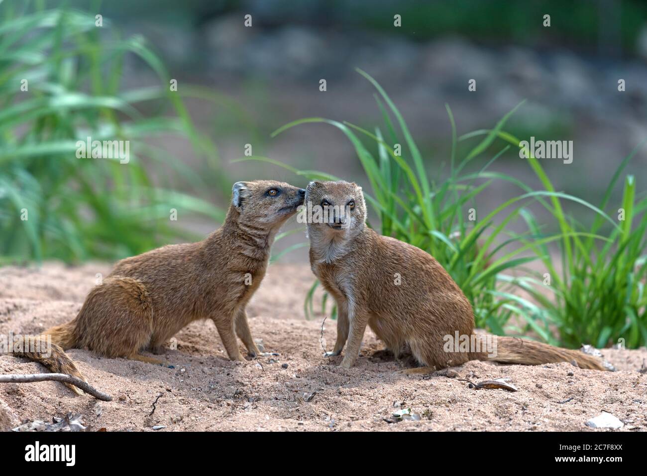 Zoo wild animals hi-res stock photography and images - Alamy