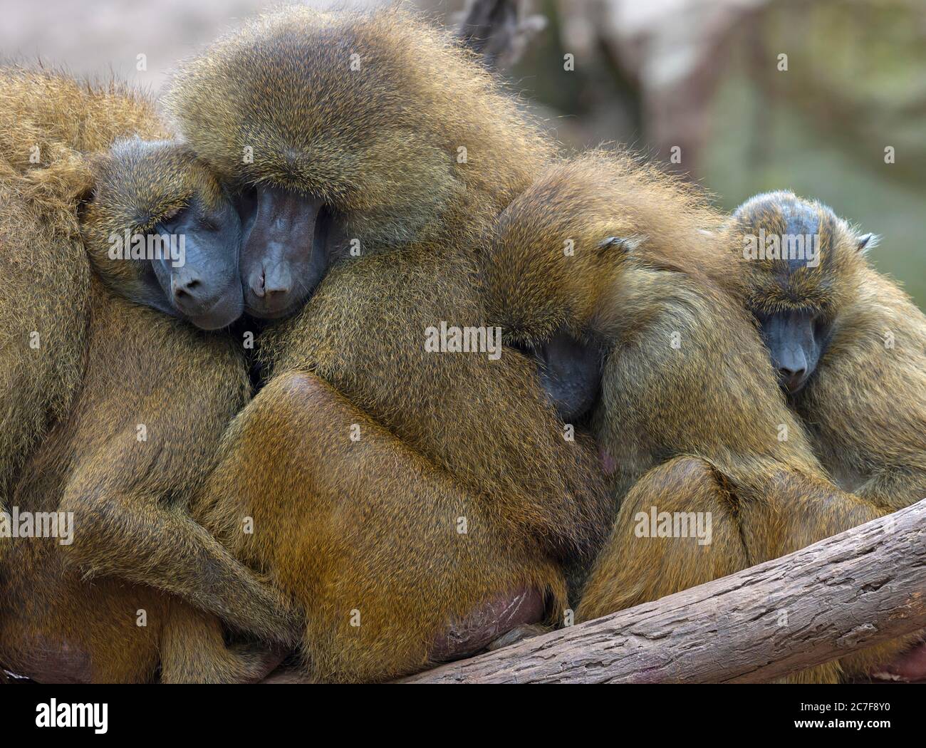 Several Guinea baboon also or (Papio papio), sleeping close together, Nuremberg Zoo, Middle Franconia, Bavaria, Germany Stock Photo