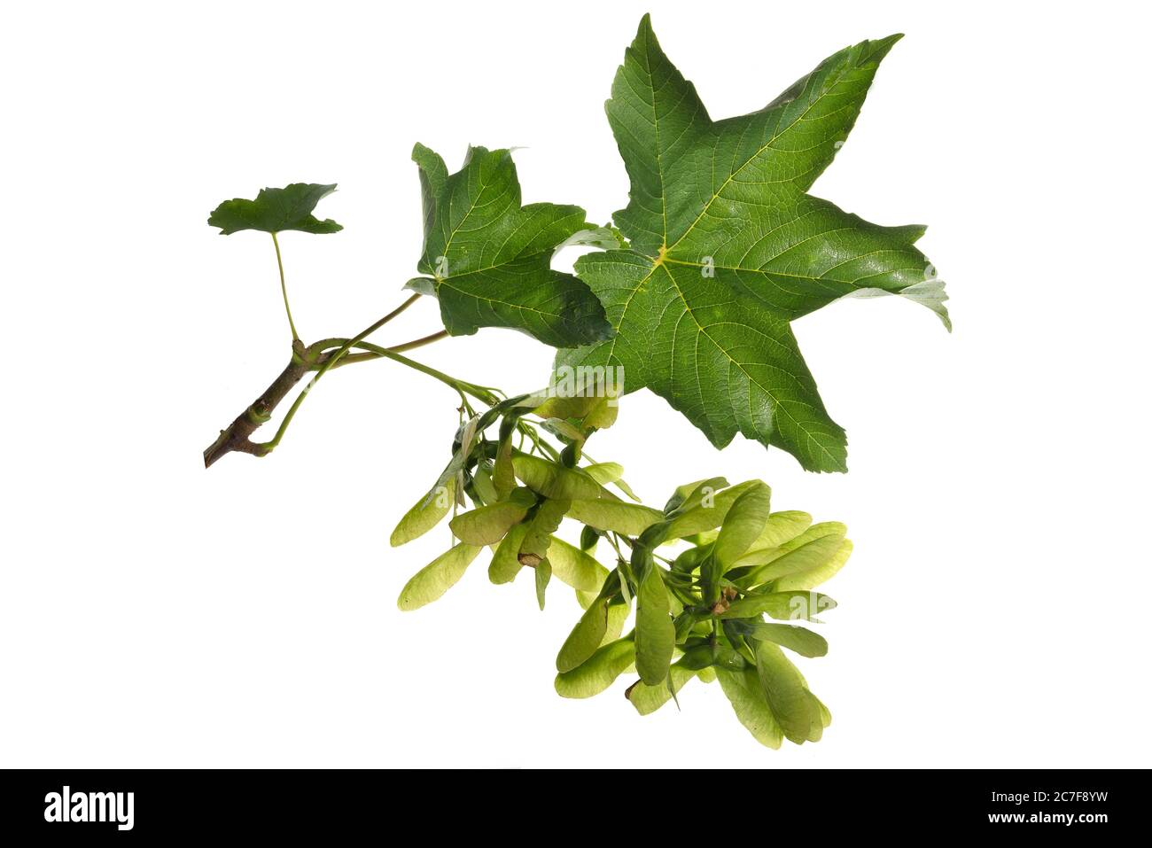 Maple leaf with fruiting, Sycamore maple (Acer pseudoplatanus) on white background, Germany Stock Photo