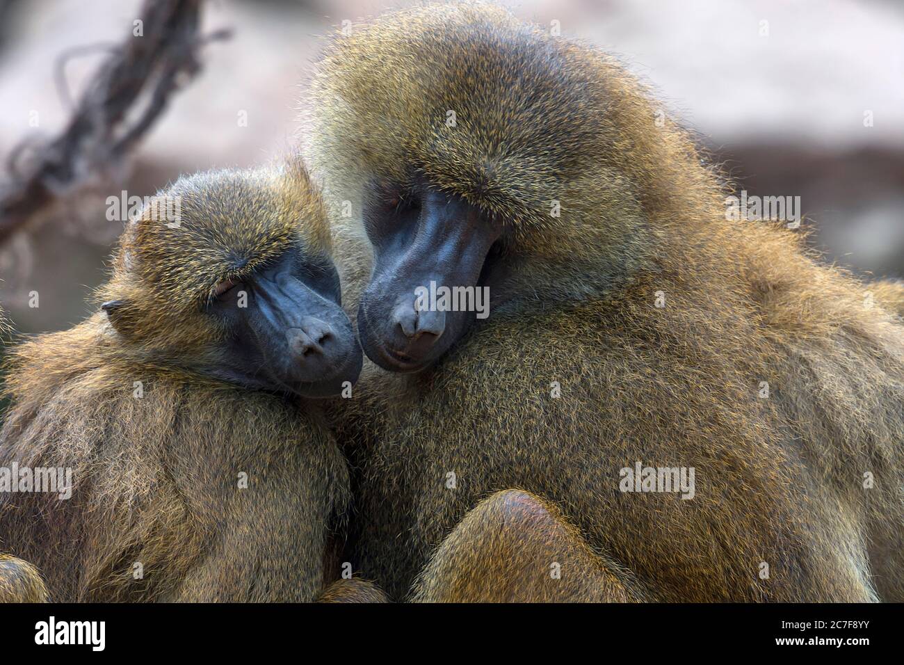 Two Guinea baboon also or (Papio papio), sleeping close together, Nuremberg Zoo, Middle Franconia, Bavaria, Germany Stock Photo