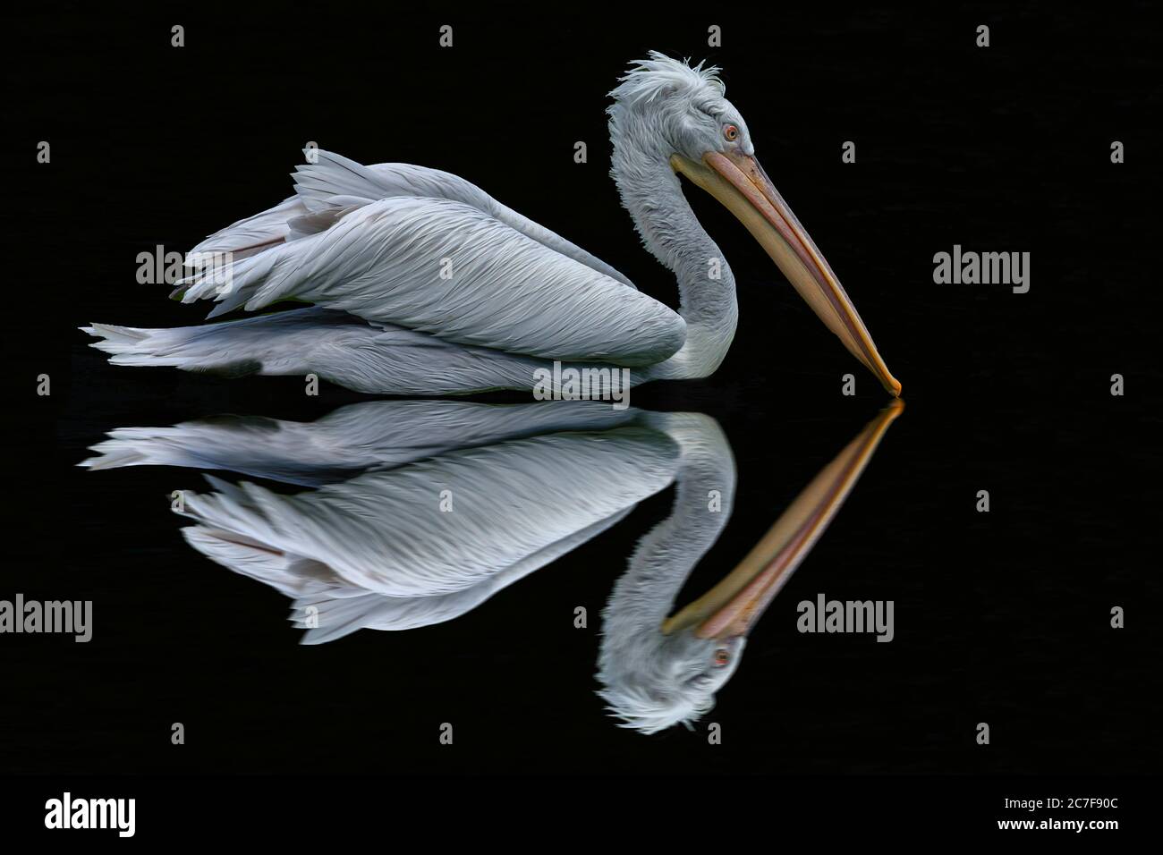 Photomontage, reflection, Dalmatian pelican (Pelecanus crispus), Nuremberg Zoo, Middle Franconia, Bavaria, Germany Stock Photo