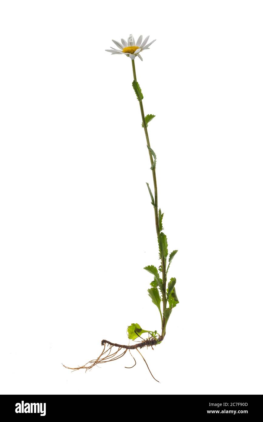 Ox-eye daisy (Leucanthemum vulgare) on white background, plant with