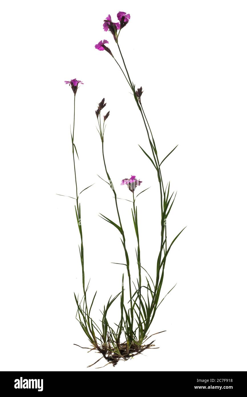 Wood pink (Dianthus sylvestris) on white background, Germany Stock Photo